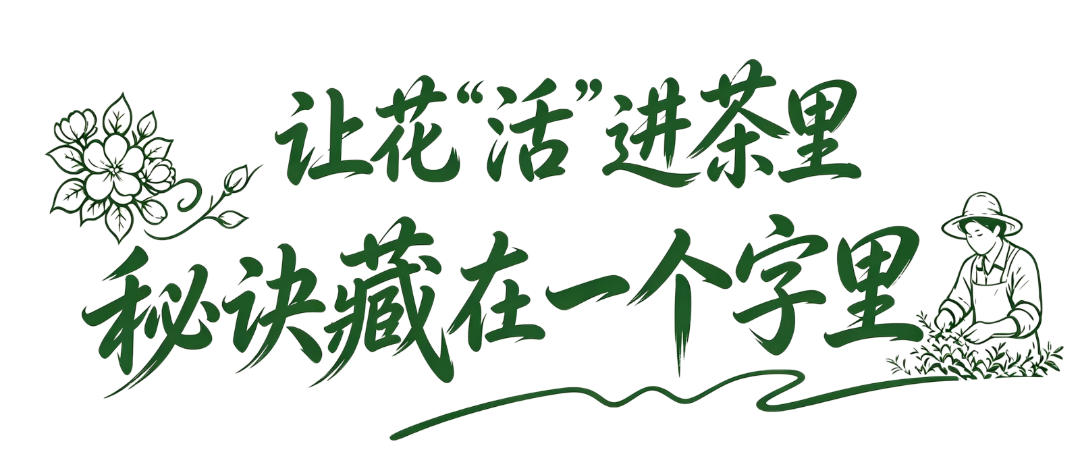 40℃的伏天,这茶一入口:香、透、清、亮、鲜、灵、甜、妙!你就喝吧,一喝一个不吱声