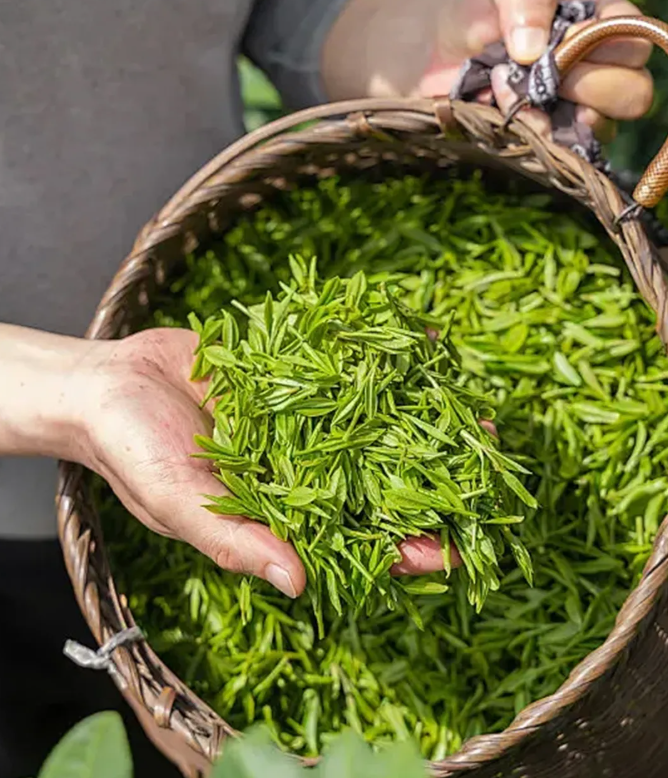40℃的伏天,这茶一入口:香、透、清、亮、鲜、灵、甜、妙!你就喝吧,一喝一个不吱声