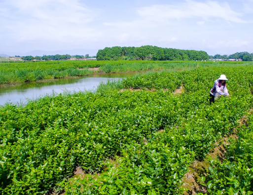 40℃的伏天,这茶一入口:香、透、清、亮、鲜、灵、甜、妙!你就喝吧,一喝一个不吱声