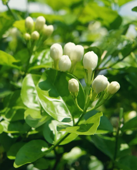 40℃的伏天,这茶一入口:香、透、清、亮、鲜、灵、甜、妙!你就喝吧,一喝一个不吱声