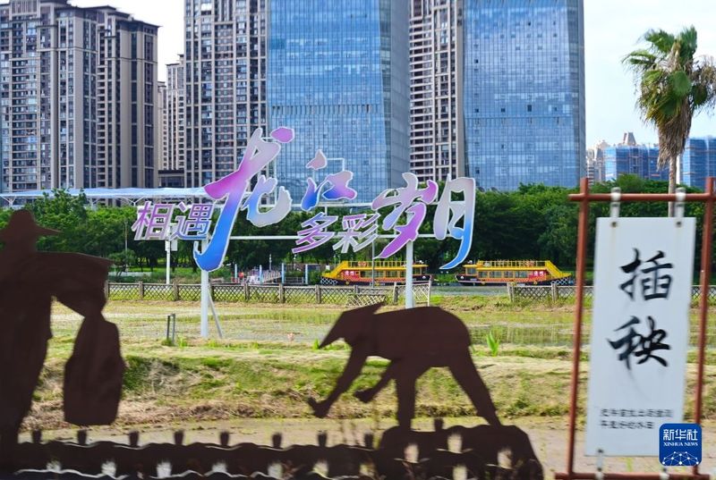 这是8月19日拍摄的漳州龙江岁月园区的一处田园风光。新华社记者 林善传 摄