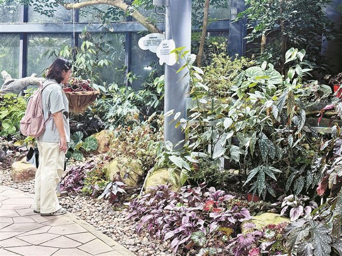 植物脾气不同 厦门植物园夏季如何照护？
