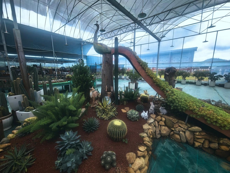 这是周宁花鲤小镇静宇园艺多肉植物种植基地。新华网记者 唐斓 摄