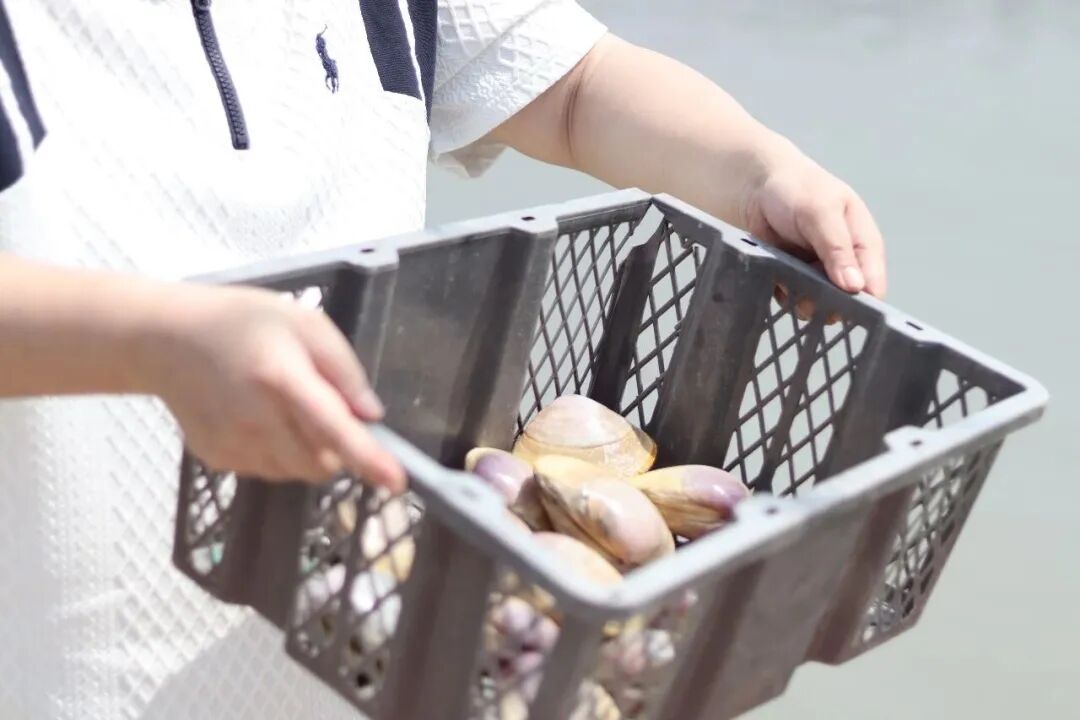 漳港海蚌（西施舌）于开海当日正式恢复市场供应。