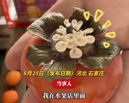 女子买到长蘑菇柿子：已寄给研究所