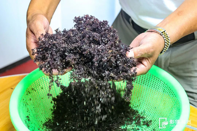 海石花是一种海藻类植物。连江融媒体供图