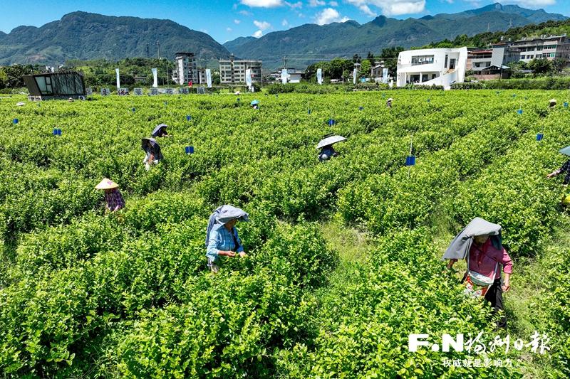 福州茉莉花茶全产业链产值达118亿元