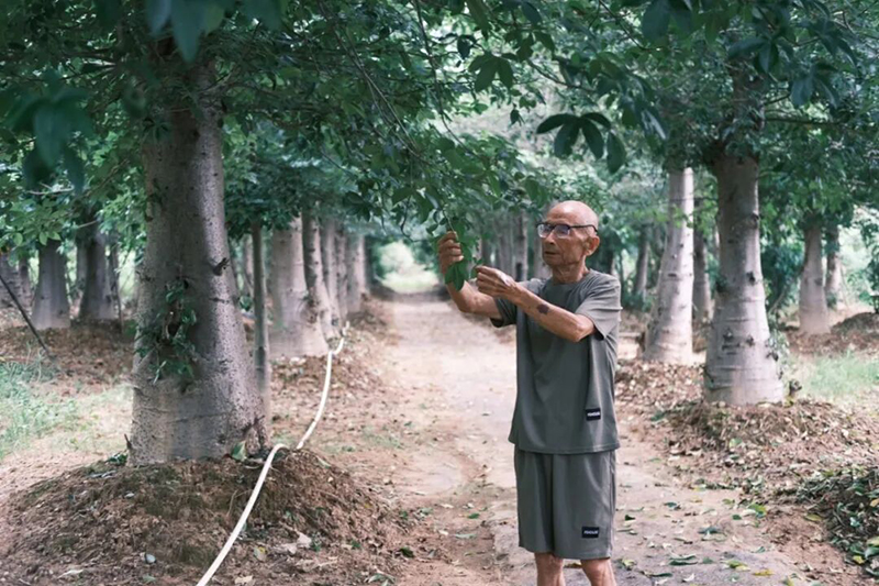 2016年，陈力从中国科学院设在云南西双版纳的基地引进了100余株皮埃尔猴面包树苗木，在长泰岩溪的山间开辟了50余亩示范基地，正式启动规模化引种试验。
