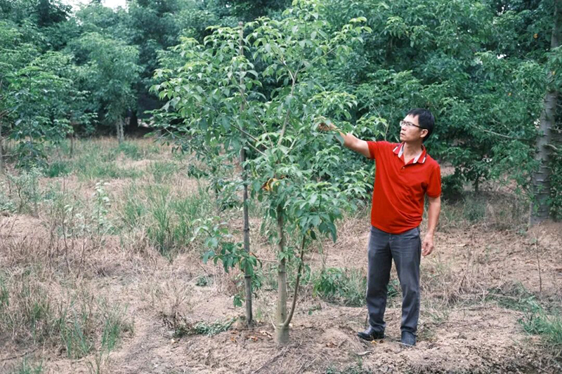 2016年，陈力从中国科学院设在云南西双版纳的基地引进了100余株皮埃尔猴面包树苗木，在长泰岩溪的山间开辟了50余亩示范基地，正式启动规模化引种试验。