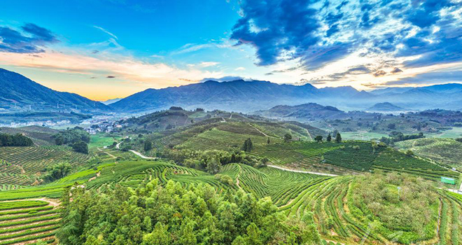 福建松溪：茶园风景美如画