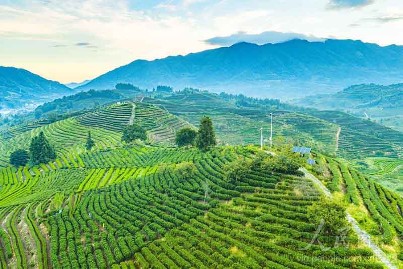 南平市松溪县茶平乡万亩茶园沐浴在柔和晨光之中，满目青翠连绵向远方，勾勒出一幅秀美灵动的生态茶乡画卷。