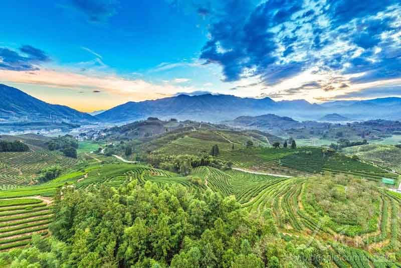 南平市松溪县茶平乡万亩茶园沐浴在柔和晨光之中，满目青翠连绵向远方，勾勒出一幅秀美灵动的生态茶乡画卷。