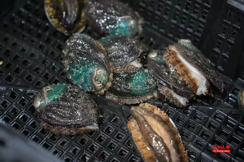 鲍鱼。连江融媒体供图