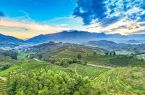 福建松溪：茶园风景美如画