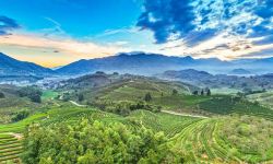 福建松溪：茶园风景美如画