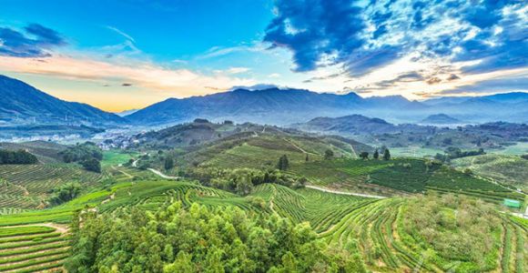 福建松溪：茶园风景美如画
