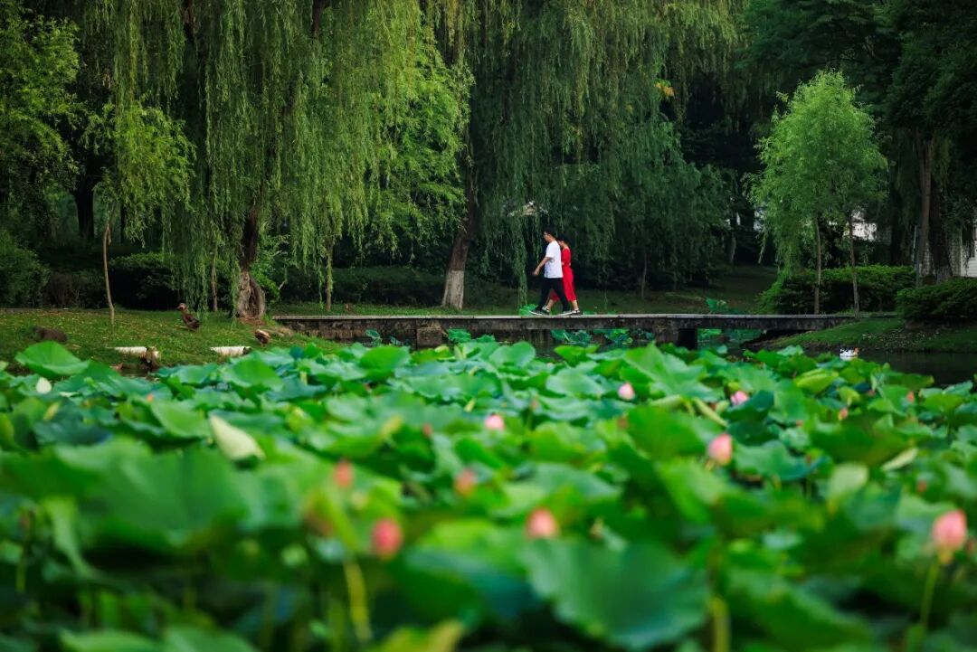 把“江南水乡”装进“苏州园林”，大概就是苏州大学的样子。