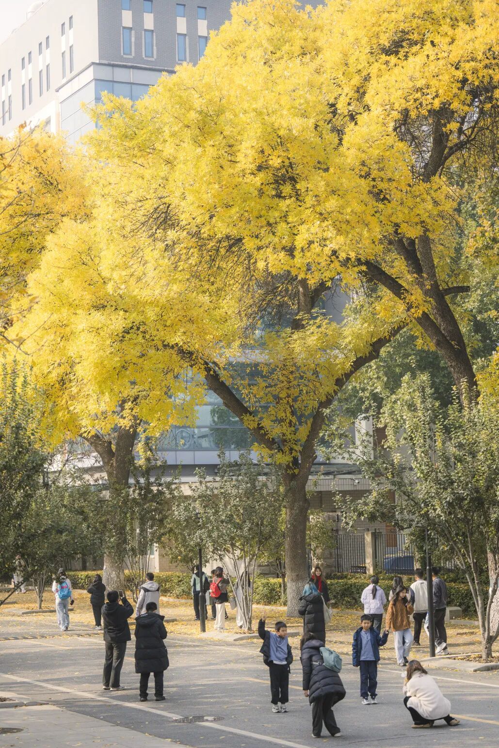 秋天的北京林业大学校园