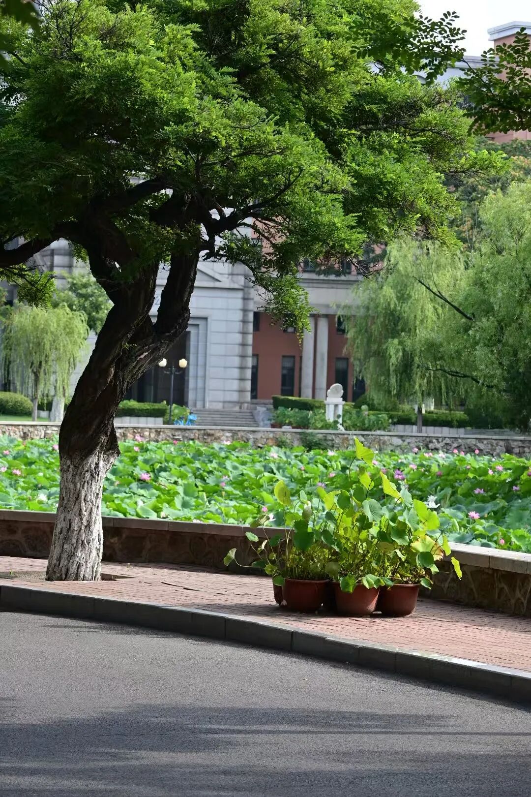 南开大学八里台校区马蹄湖荷花。