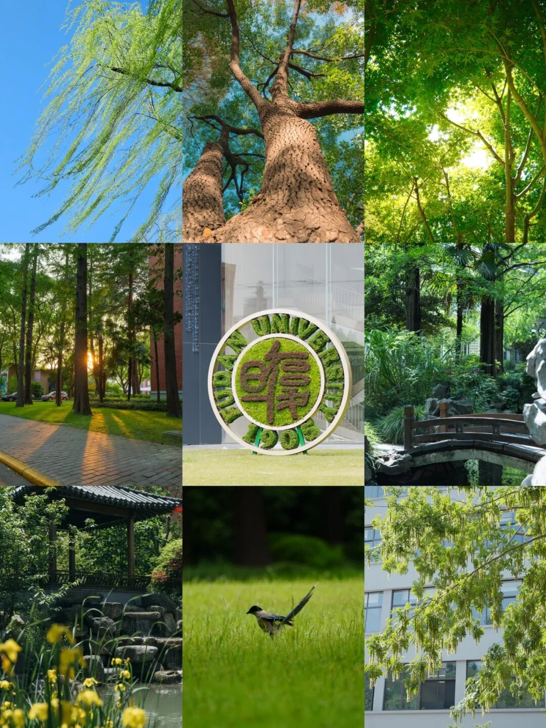 在校园中随处可遇的风景，提醒着人们：学问需要沉静的心境，生活亦需诗意的栖居。