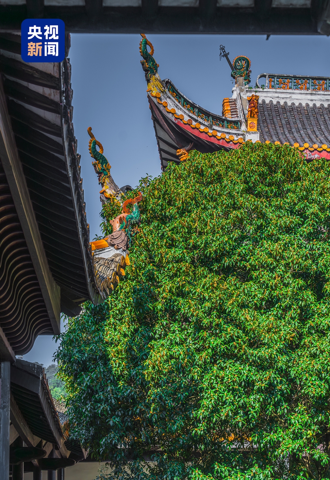 学子下课，可顺路游览岳麓书院，也可登山揽胜，烟火与书香在此相融。