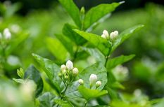 满城茉莉香 一杯敬世界