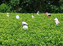 为什么说，天下茉莉花，最香一朵在仓山？