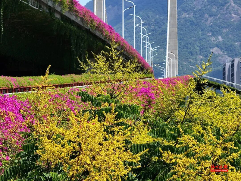 眼下，鼓山大桥、北浪路等地栾树也陆续进入观赏期，装点城市街巷与滨江岸线。记者 包华 摄