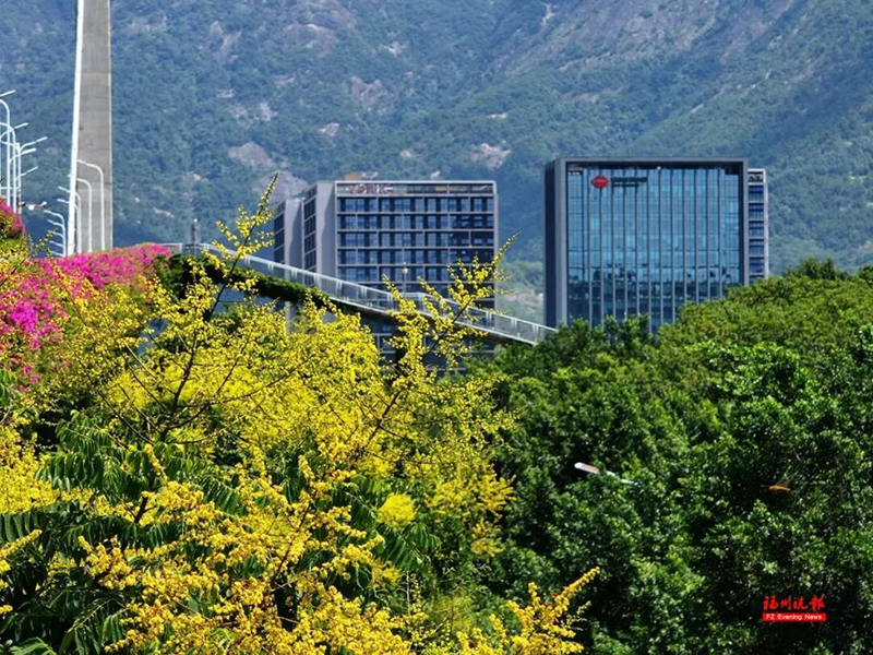 眼下，鼓山大桥、北浪路等地栾树也陆续进入观赏期，装点城市街巷与滨江岸线。记者 包华 摄
