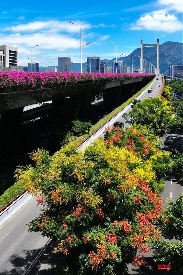 眼下，鼓山大桥、北浪路等地栾树也陆续进入观赏期，装点城市街巷与滨江岸线。记者 包华 摄