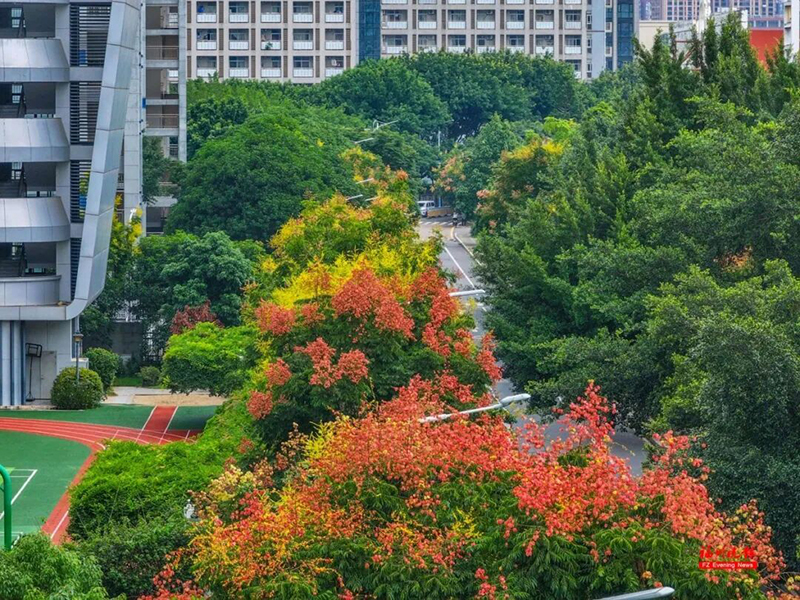 眼下，鼓山大桥、北浪路等地栾树也陆续进入观赏期，装点城市街巷与滨江岸线。记者 包华 摄