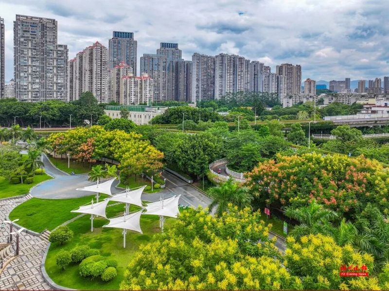 闽江公园北园成片的栾树繁华盛放。记者 包华 摄