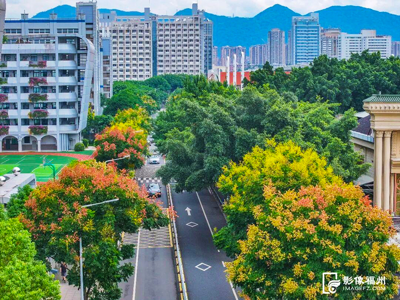 北浪路上的栾树繁花盛放。