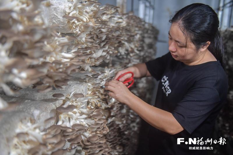 小菌菇撑起乡村“致富伞” 罗源食用菌跑出产业振兴加速度