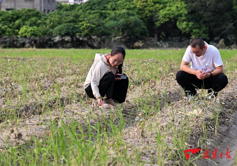 干部往田里走 农户抢着自救——莆田市涵江区显应村灾后重建进行时