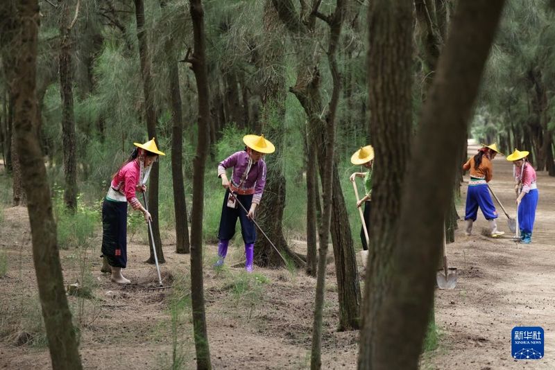 9月9日，小岞林场惠安女护林员在林场清理地面枯枝和落叶。新华社记者 姜克红 摄