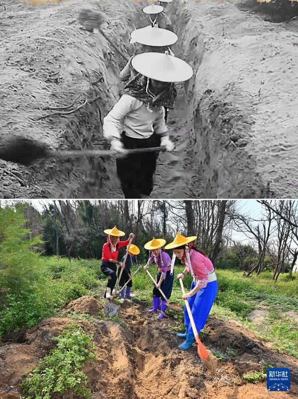 拼版照片：上图为20世纪80年代小岞林场惠安女护林队在挖坑种植木麻黄（新华社发，资料照片）；下图为9月9日，陈丽英（左一）带领惠安女护林员在小岞林场补种木麻黄树苗（新华社记者 姜克红 摄）。