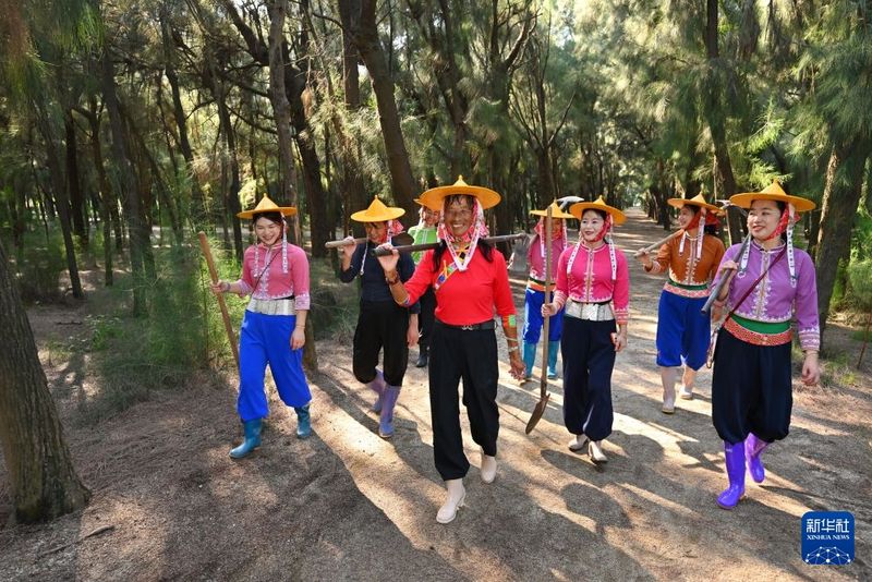 9月9日，小岞林场场长陈丽英与惠安女护林员们走在木麻黄林中。新华社记者 姜克红 摄