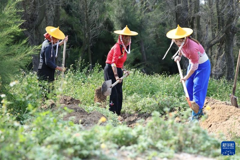9月9日，小岞林场场长陈丽英（中）带领惠安女护林员挖坑补种树苗。新华社记者 姜克红 摄