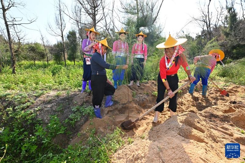 9月9日，小岞林场场长陈丽英（右二）带领惠安女护林员们补种树苗。新华社记者 姜克红 摄