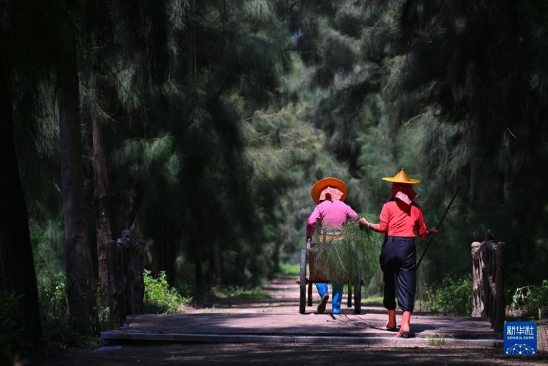 9月9日，小岞林场场长陈丽英（右）与一名惠安女护林员走在林场的木麻黄树林中。新华社记者 姜克红 摄