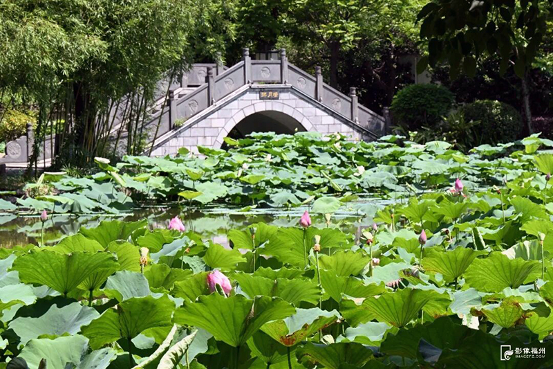 茶亭公园是福州知名荷花主题公园。记者 叶诚 摄