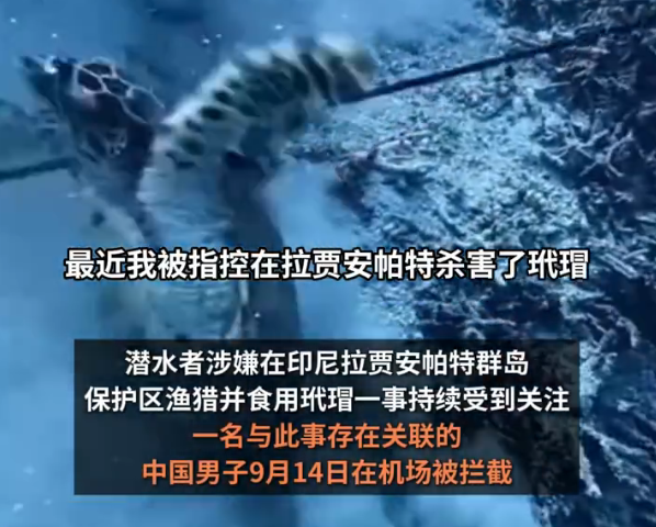 中国男子否认渔猎玳瑁：真凶或已离境 当事人已被印尼移民局拦截