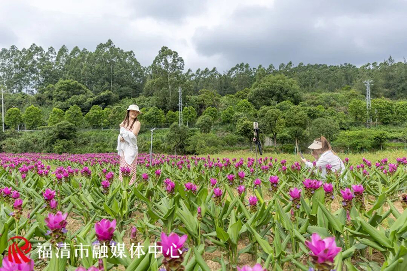 近日,位于福清龙江街道小南洋村的中央公园苗木基地花开成海,7000余株姜荷花次第绽放、亭亭玉立吸引了众多市民游客慕名打卡。福清市融媒体中心供图