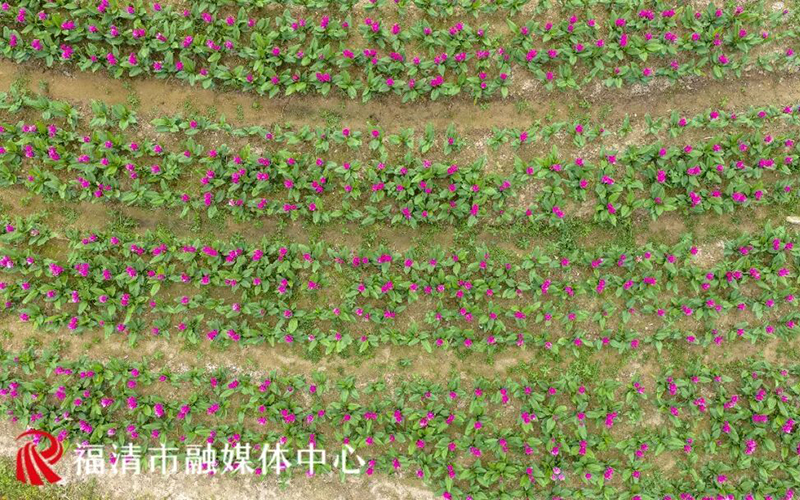 近日,位于福清龙江街道小南洋村的中央公园苗木基地花开成海,7000余株姜荷花次第绽放、亭亭玉立吸引了众多市民游客慕名打卡。福清市融媒体中心供图