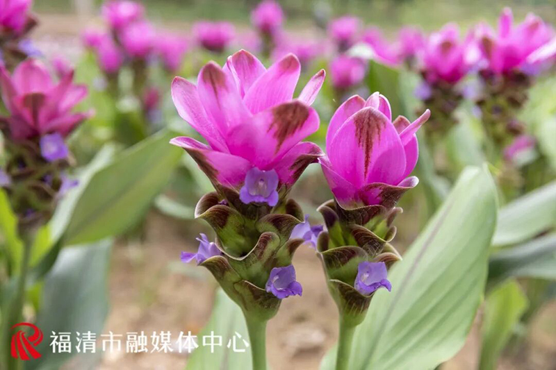 走进苗木基地的姜荷花花海片区,满眼缤纷景致扑面而来,成片姜荷花风姿绰约,长势喜人。福清市融媒体中心供图