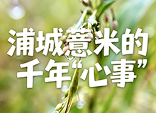 浦城薏米的千年“心事”