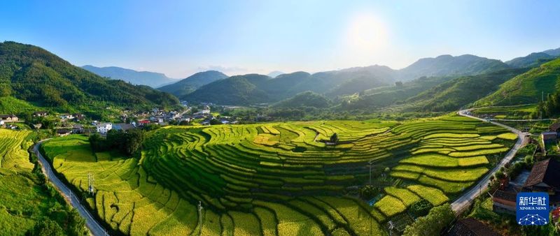 9月17日拍摄的福建省罗源县洪洋乡王认村稻谷梯田景色（无人机全景照片）。新华社记者 姜克红 摄