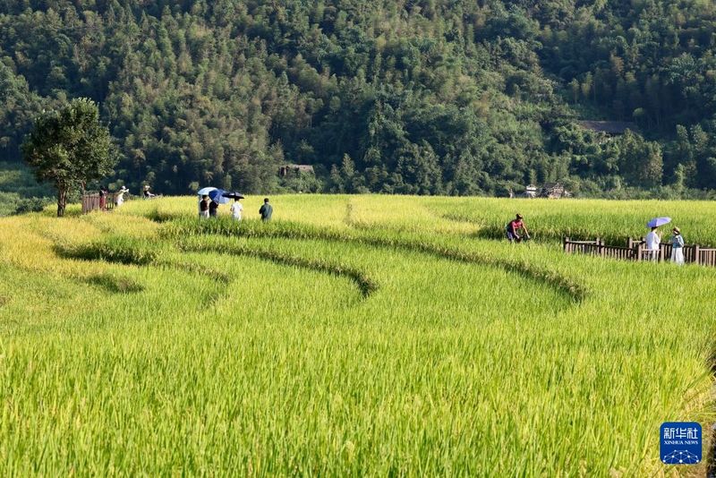 9月17日，游客在福建省罗源县洪洋乡王认村梯田游玩。新华社记者 姜克红 摄
