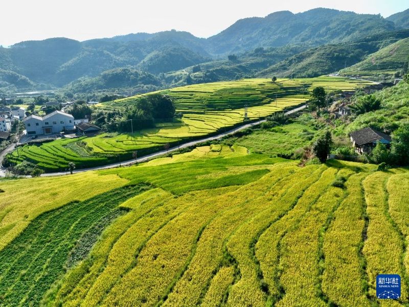 9月17日拍摄的福建省罗源县洪洋乡王认村稻谷梯田景色（无人机照片）。新华社记者 姜克红 摄